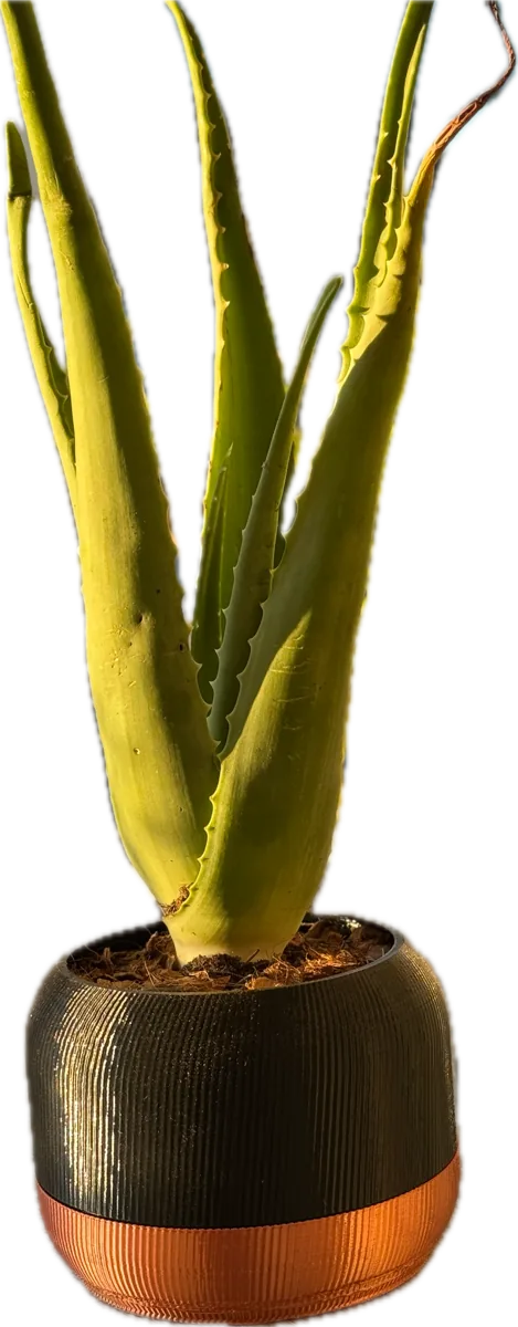 Pot bicolore noir et cuivre avec un aloe