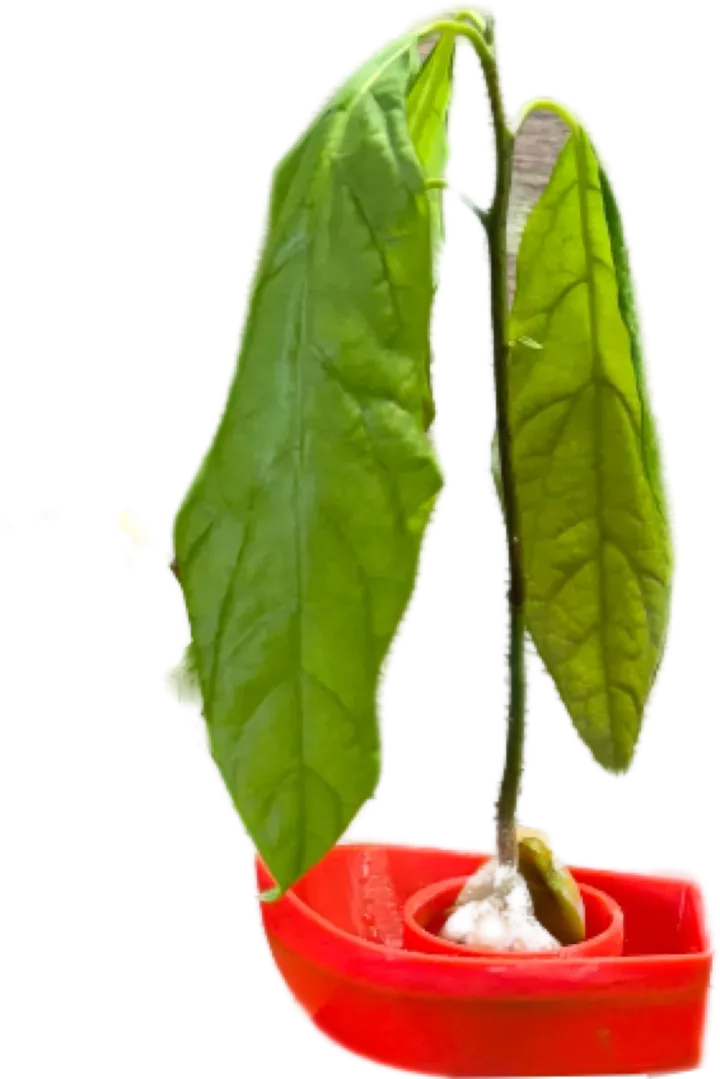 Petit bateau rouge soutenant un noyau d’avocat germé