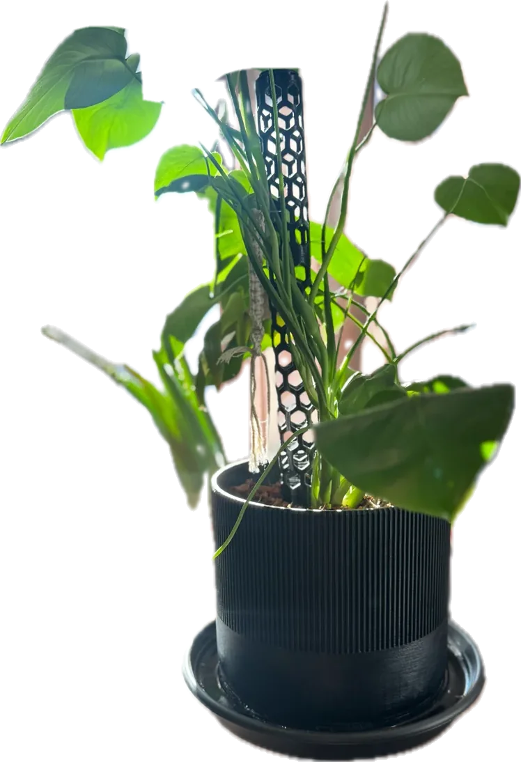 Pot noir avec tuteur pour monstera